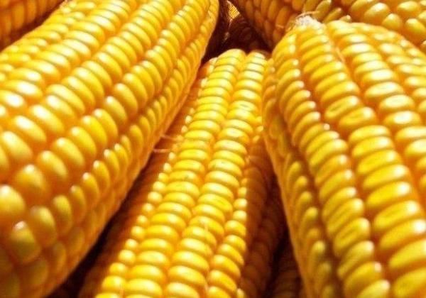 溶栓王|天然“溶栓王”找到了等于吃“溶栓灵”,一个星期血管就干净了