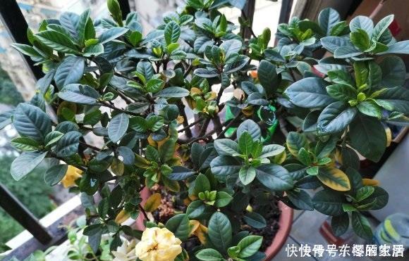 多肉植物|夏天给花浇水,忌讳“多”浇,高温天浇水有规律,避免引起黄叶