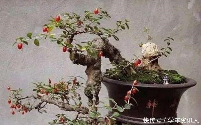 盆景|野外3种树不起眼,栽到花盆做盆景,漂亮又美观,越养越值钱!