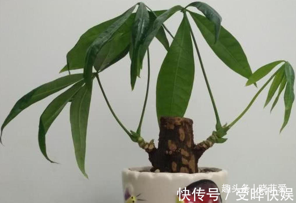 新根|4种“吉利花”,被水浇死了不要扔,简单处理又能长满盆