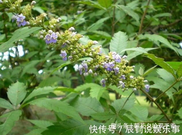 在山上摘一种野生植物的种子塞枕头,一挨枕头就睡得香甜