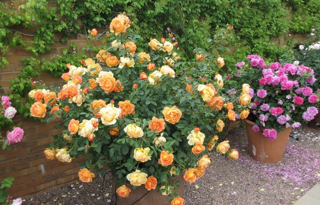 新手月季种植手册，修剪、病害防治等教程，种月季不再难