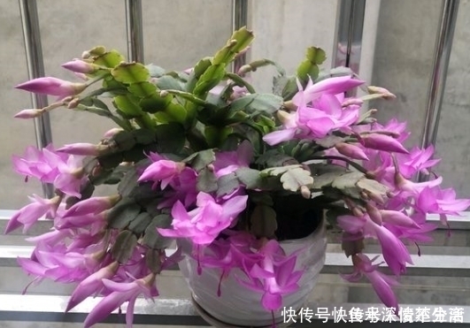 仙客来|4种花到了夏天要“旱养”,一两个月浇一次最好,浇水多点就烂根