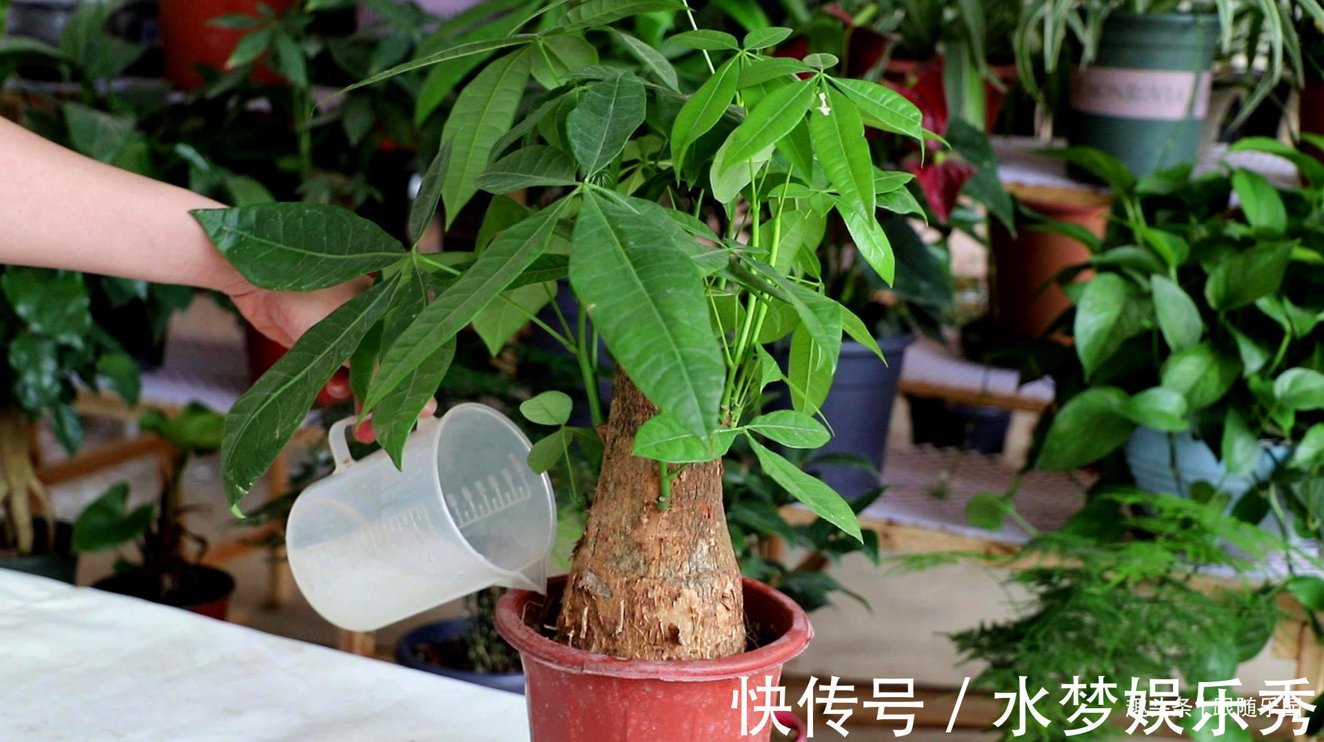 4种“吉利花”,放客厅最合适,好看又镇宅!日子过得红红火火!