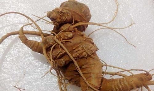 养肝|中医肝脏有病百病生,常用“一物”泡水喝,去火养肝,防失眠