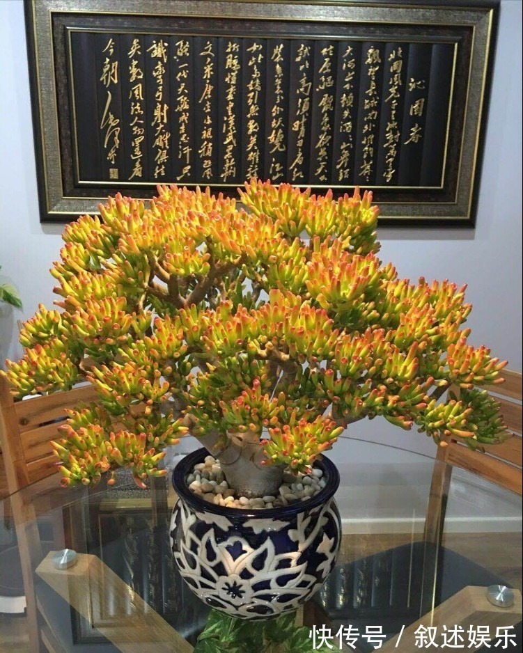 4种名字带“财意”的植物,是吉祥的观赏花,家里有空建议养一盆