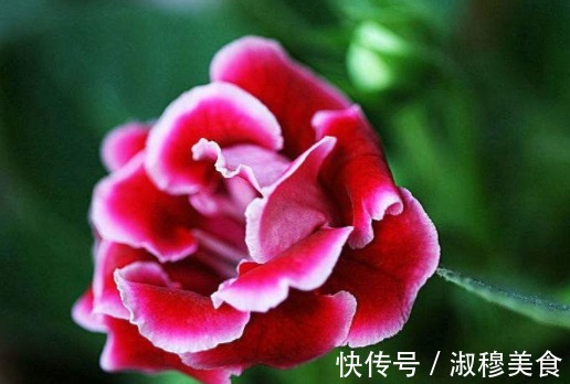 这款植物全年开花,花色艳丽花量大,比牡丹还好养,花开枝繁叶茂