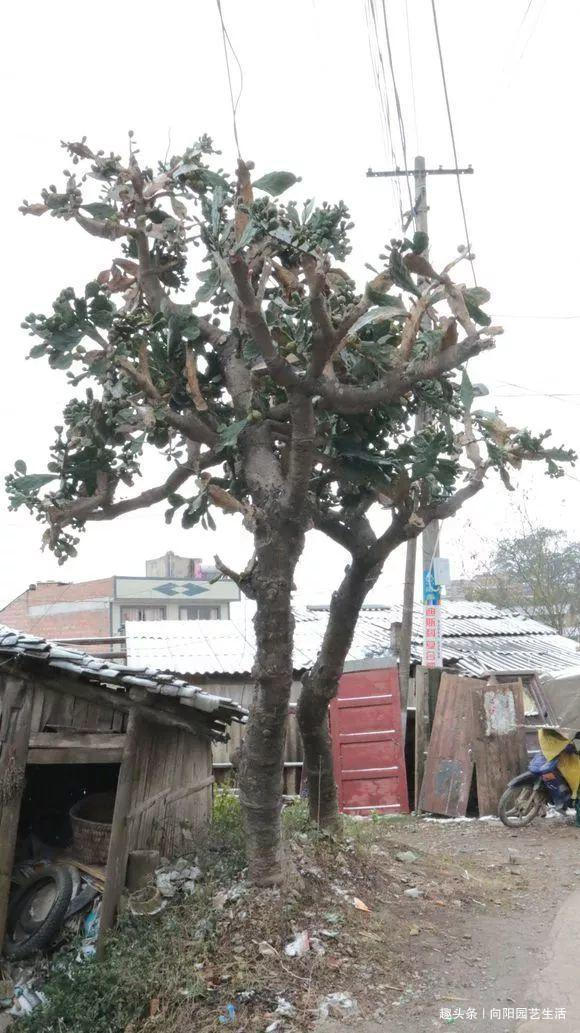 50年的仙人掌,长成了“老古董”,霸气侧漏,年年开花结果子