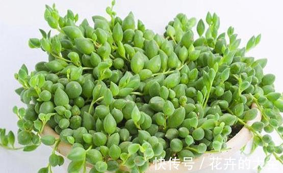 阳台上|难怪你家多肉长不好,这些多肉,越晒太阳长得越不好
