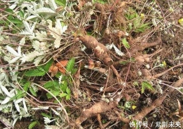 奇效|这种常见的野草,根部像“鸡腿”,口感脆嫩,治疗腹泻有奇效