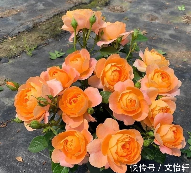 品种|100个月季品种,千姿百态,每个都很漂亮,图名并茂,值得收藏