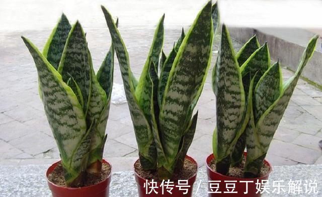 龟背竹|空气干燥、蚊虫多、异味大家里养这“4种花”,什么烦恼都没了