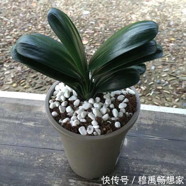 给君子兰换盆,谨记“1个要、2个不要”,叶厚根壮,快速服盆!