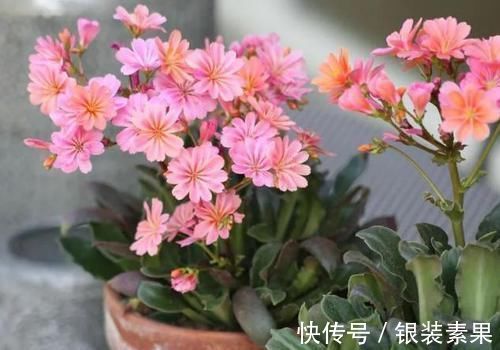 用鸡蛋壳养花,少了这2步就得招虫子,养啥啥不行