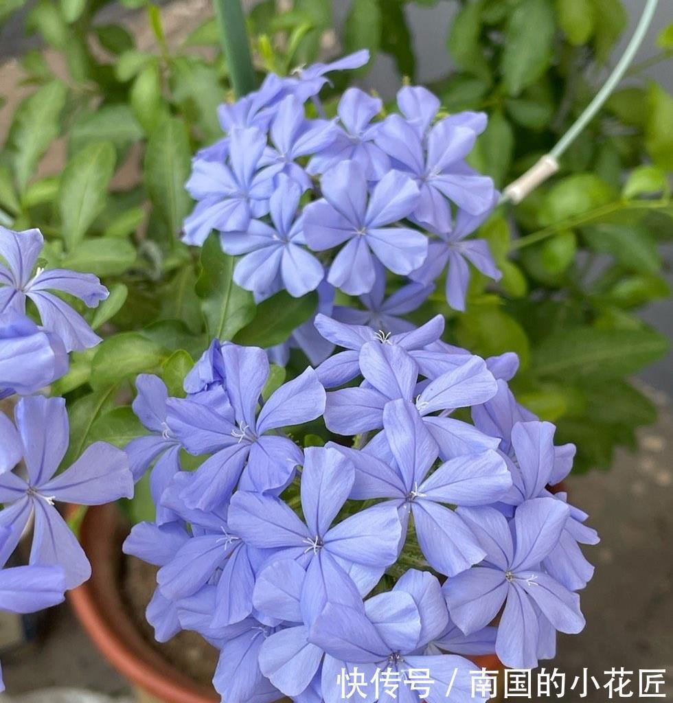 清新|夏天的蓝雪花,多做两步骤,不停开花,开花量大清新美丽