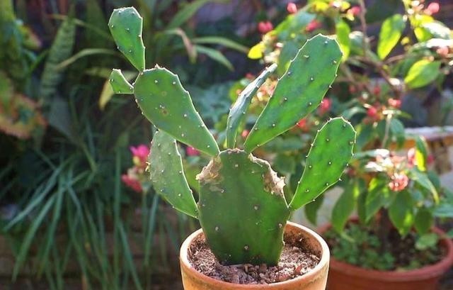 窍门|培育仙人掌有“窍门”,扦插一年1米高,嫁接多层蟹爪兰特别好!