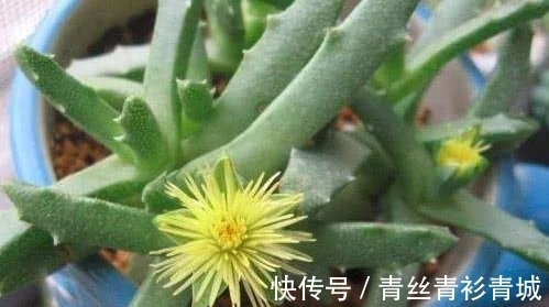 香味|带香味的多肉植物？非常少见，开花时却香气扑鼻！