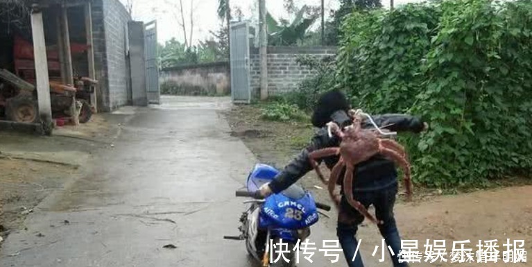 书包|远看一小孩背着“螃蟹书包”,走进才知,这是个20多斤的帝王蟹