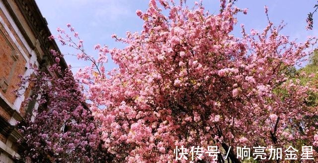 院子里有空地种上这“三种树”，不仅美化环境，寓意美好旺家！