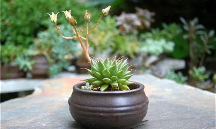 多肉长花箭被他剪断插土里，7天就生根！