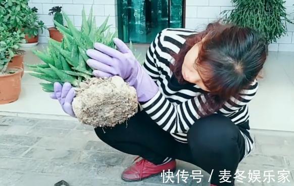 花友们|不会给长刺的芦荟换盆，花姐用这个工具来教你，放上沙土换好芦荟