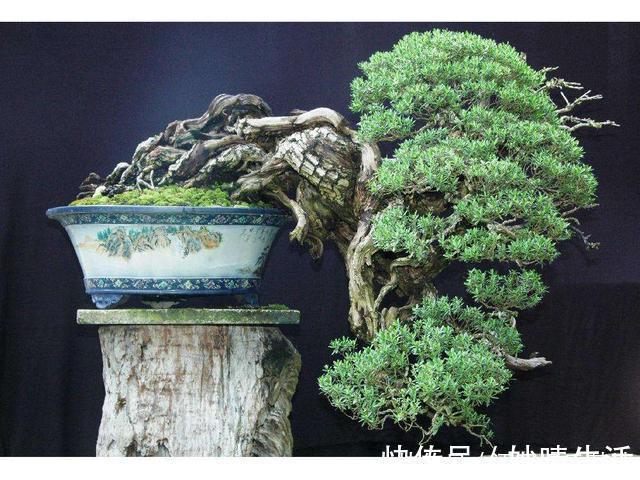 采摘|这盆景价值高,被人戏称“夺命芙蓉”,十分珍贵,树形最亮眼!