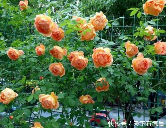 藤本月季|她26岁,却过上了神仙般的生活,满园花海,看书赏花,羡煞旁人