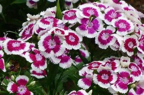 好养|号称开花机器的4种花,能开花一整年,好看又好养,室内也能栽