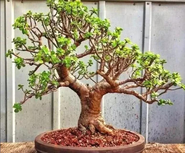 6种常见的“漂亮花”，好养少浇水，养成盆景“身价”翻倍