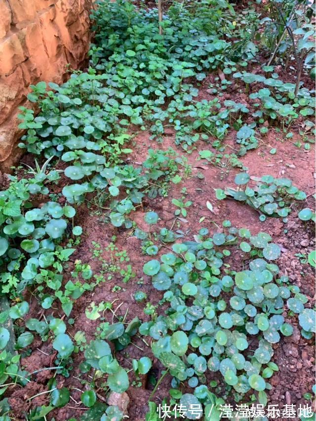 花友|5种花最好别养,根钻得到处都是,砍都砍不尽