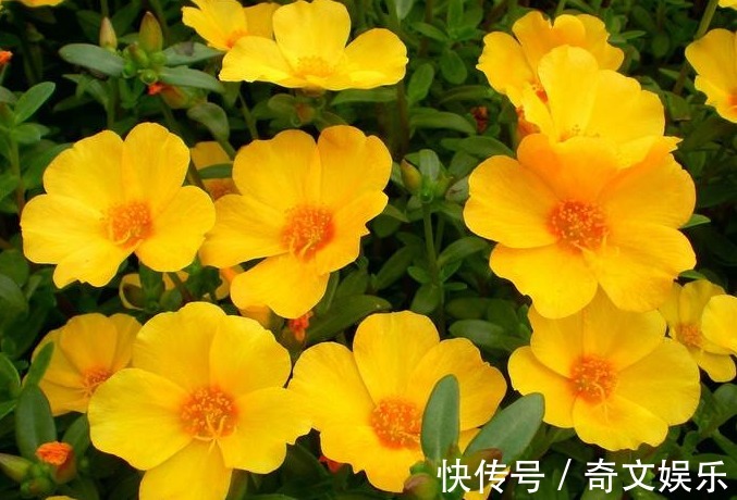 花期超长的5种花卉,超级漂亮,养护容易易开花,花香超级棒