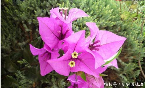 几款花卉好养易爆盆,花朵硕大迷人,还能散发阵阵清香