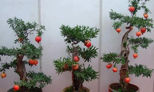 盆栽石榴树如何培育？将“3个地方”准备到位，缓苗快、长更好