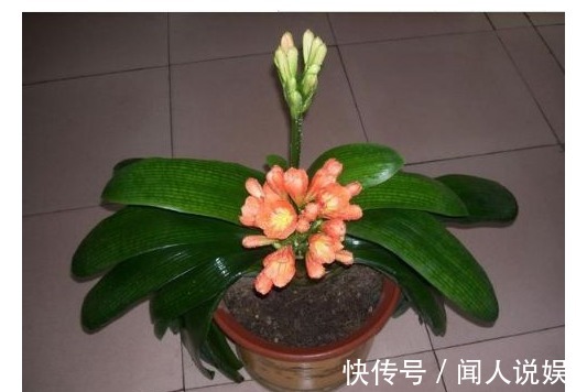 什么淘米水、啤酒水都不如“它”，君子兰蹭蹭长，花友赚大发了