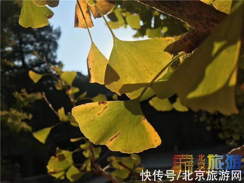 乾隆皇帝|准备打卡！这个藏在深山里的古寺即将美成仙境！秋日出游首选~