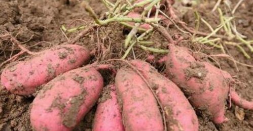 禁忌|被红薯送进医院急诊医生红薯的4个禁忌,大家要明白