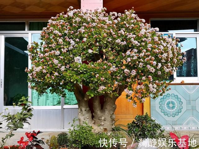 5种霸气花,个个“丑八怪”却吉利镇宅,丢在角落不管,一样爆棚