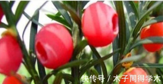 西葫芦|天热聪明的人都爱吃的3种养生食物,抗衰老,美白肌肤,滋补身体