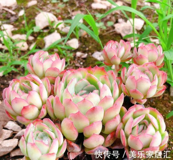 自带香味的6种多肉,好养又好看,冻一冻颜色靓丽,美极了