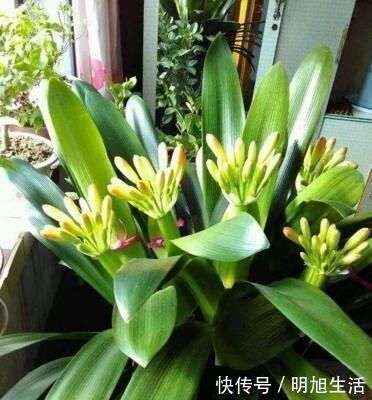 君子兰5年不开花今年做好这“3点”,花芽蹭蹭冒,花朵鲜艳