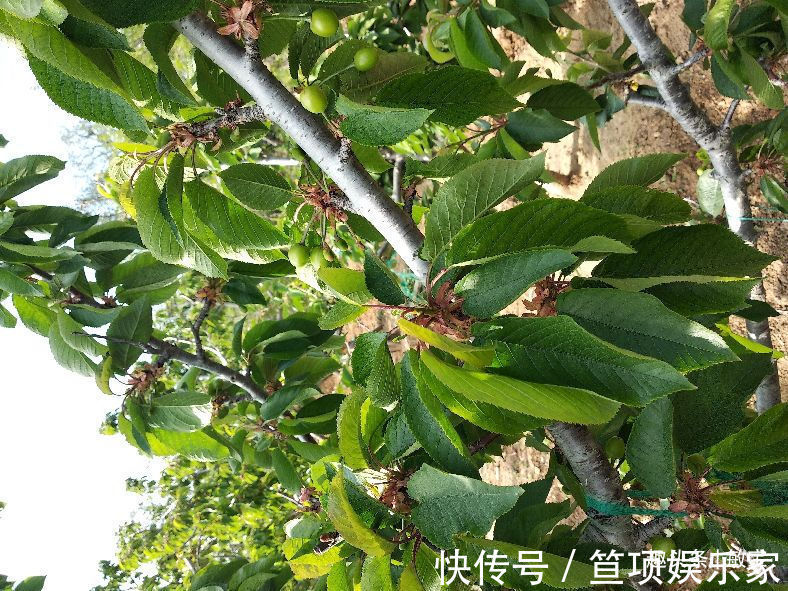 农家菜|周末去老丈人家干农活，丈母娘弄了6个农家菜，卖相一般但味绝了