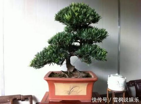 盆栽|3种''名贵''植物,越养越值钱,养好能当''传家宝'',小白快入手