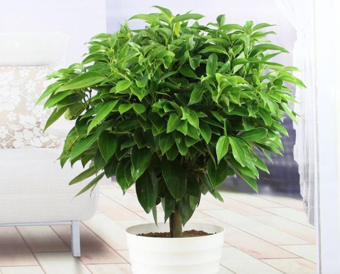 “懂花人”给客厅养四种花,美观大气,净化空气有“旺财”的寓意