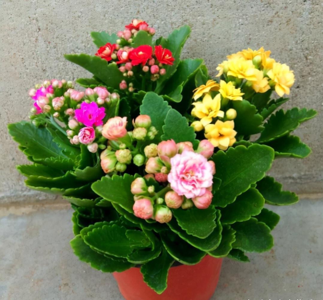 养不活花的人,建议养这“5种花”,好养好看又实用