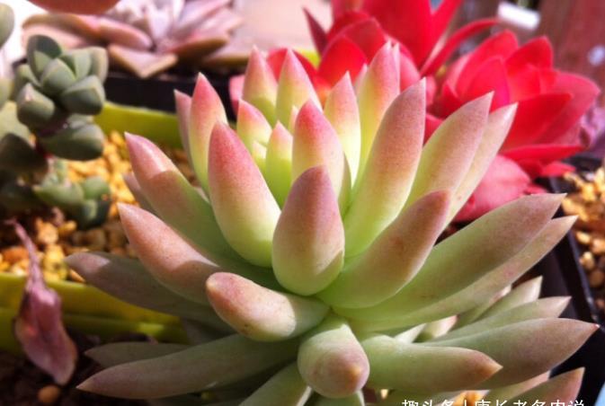 叶片|多肉千佛手放哪里养？不同季节摆放在不同的位置，这样才能养好它