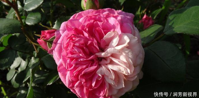 菊花|喜欢菊花，不如养盆“精品玫瑰”伯爵夫人，古典优雅，美不胜收！