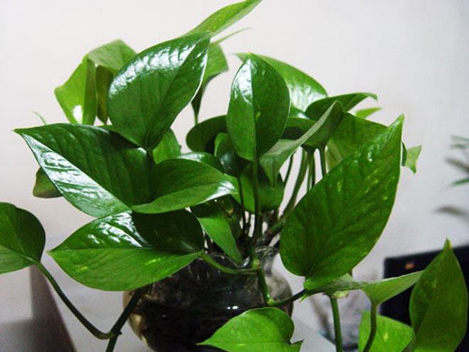 绿萝最爱喝的5种水,喝完长得贼快,叶子像刷了“绿油漆”