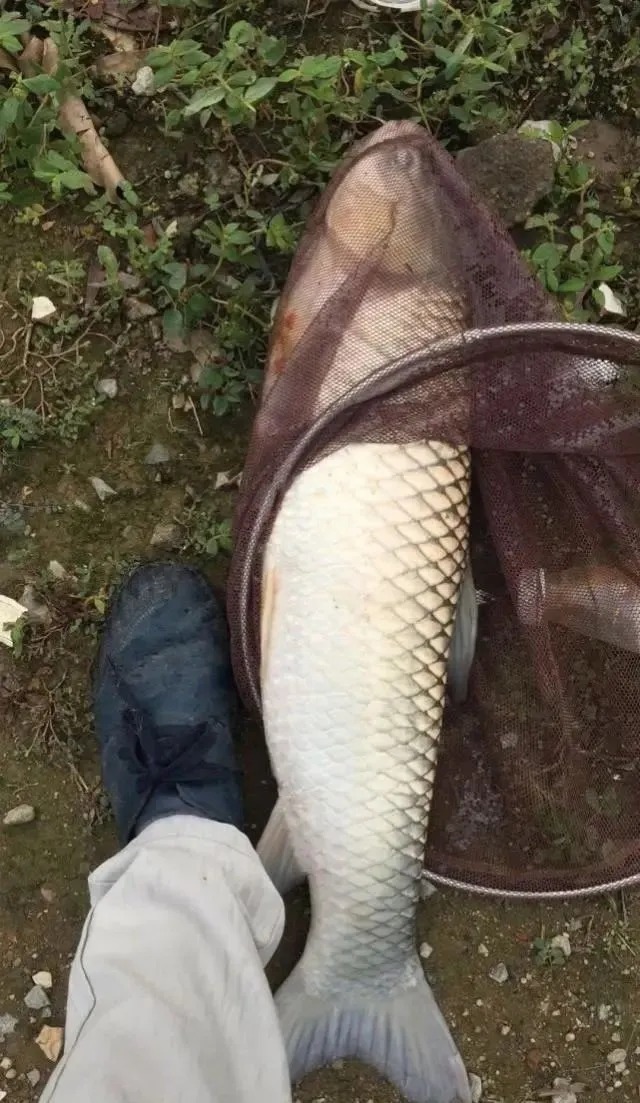 饵料|大鱼不爱靠边所以难钓?其实大鱼常进窝找吃的,只是被你错过了