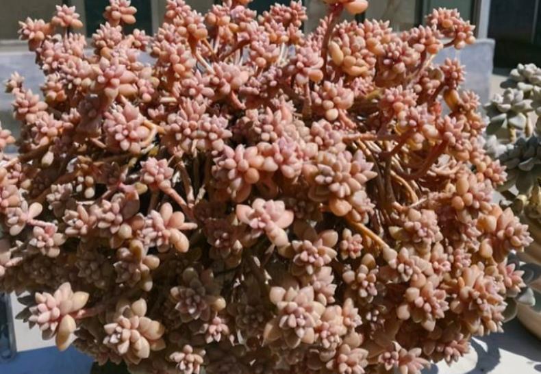 十月养多肉,教你几个小技巧,快速上色,30天养成群生肉墩子