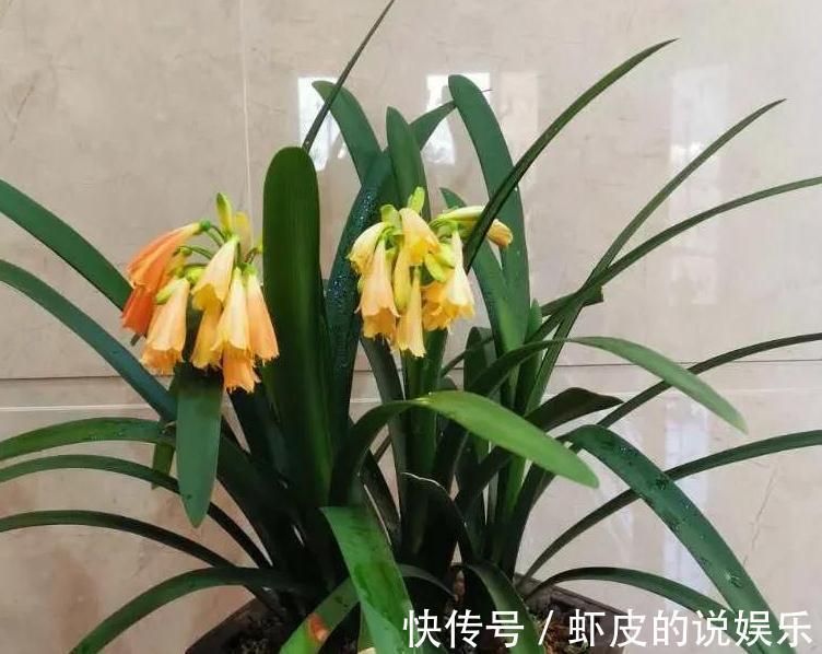 君子兰为什么会烂根,5个原因告诉你